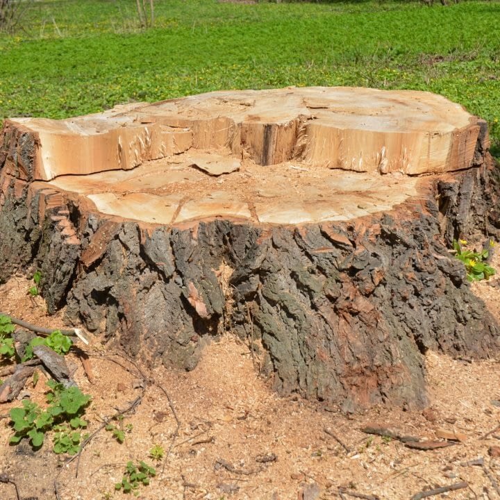 stump removal Lichfield