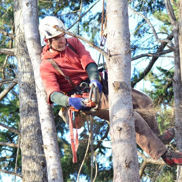 lichfield Commercial Tree Services