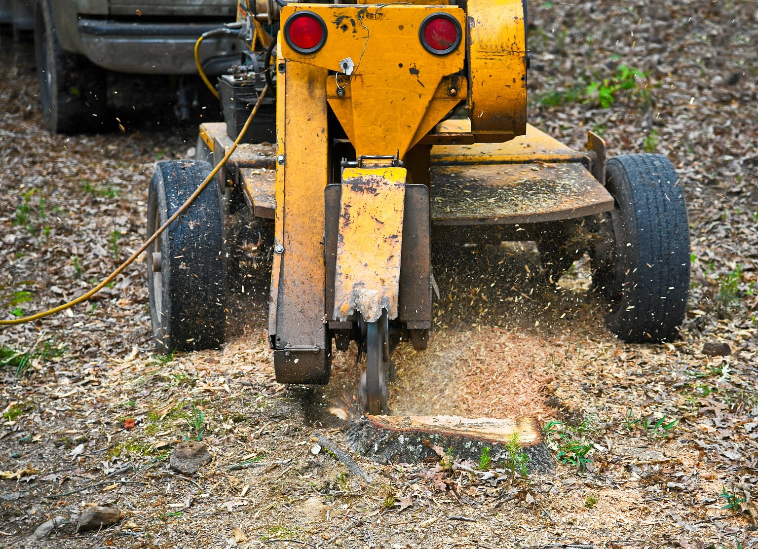 Tree surgeon in lichfield